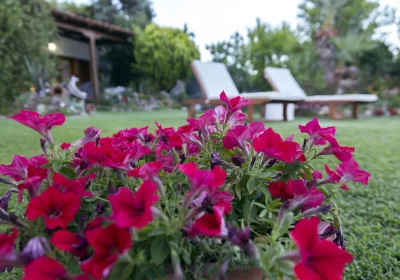 The villa